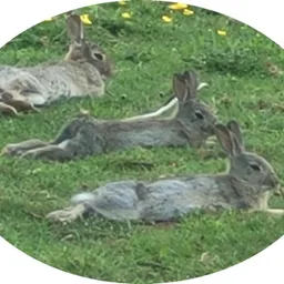 MoltenBunnies